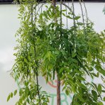Sofora japonská (Sophora japonica) PENDULA - výška 230-250 cm, obvod kmeňa 8/10 cm, kont. C55L 